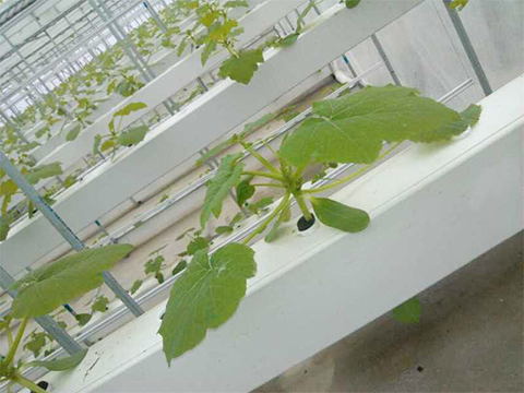 水培植物槽应用