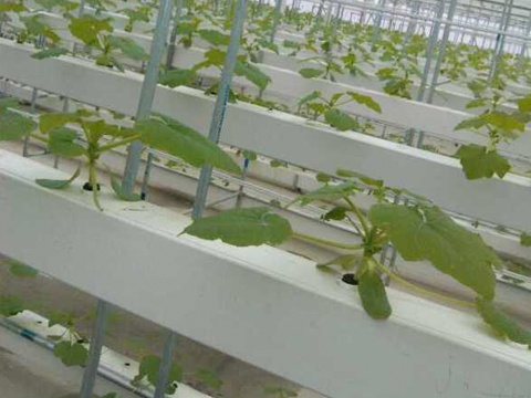 水培植物槽应用