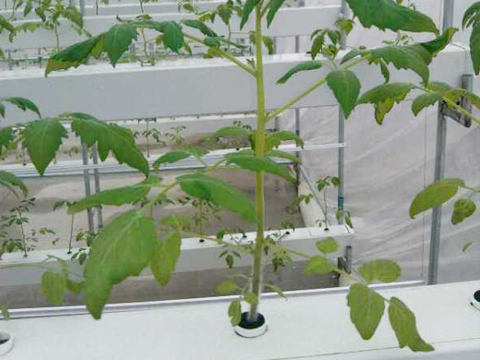 水培植物槽应用